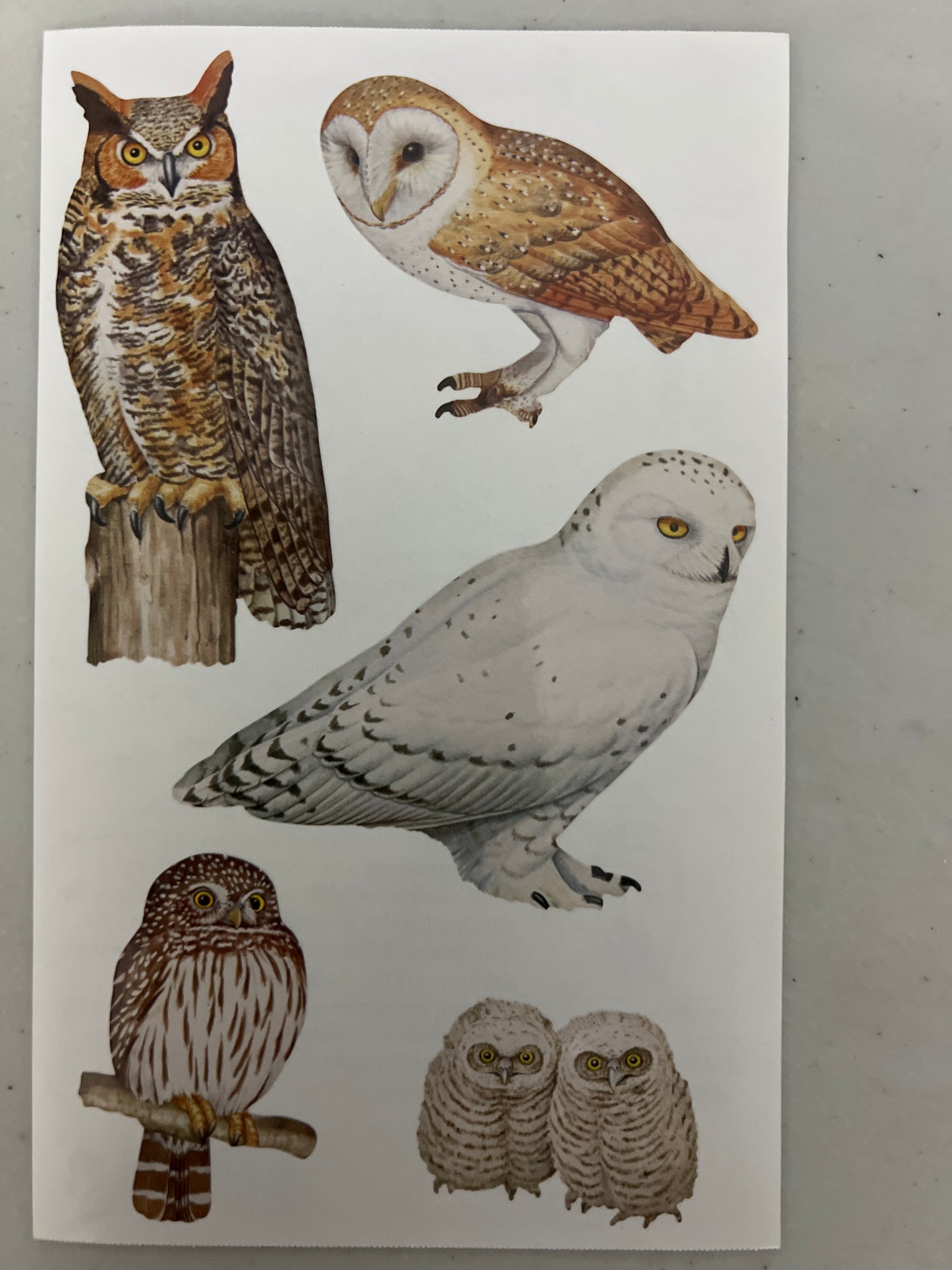 Mrs. Grossman’s Large Stickers Owls New