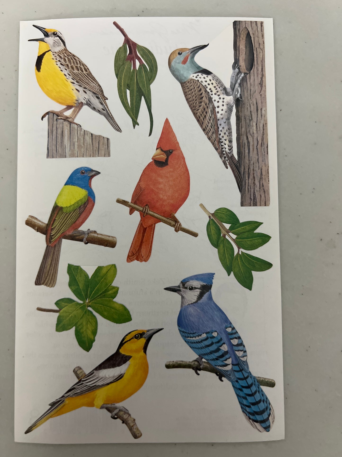 Mrs. Grossman’s Large Stickers Birds Song Birds New
